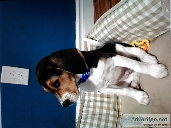 Beagle puppy for sale