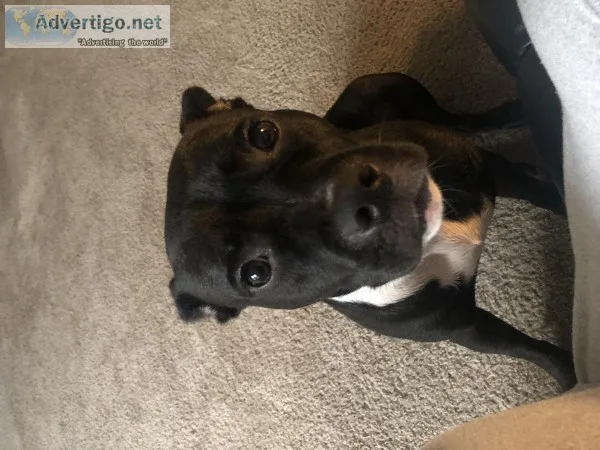 PLEASE HELP Beautiful Loving Izzy