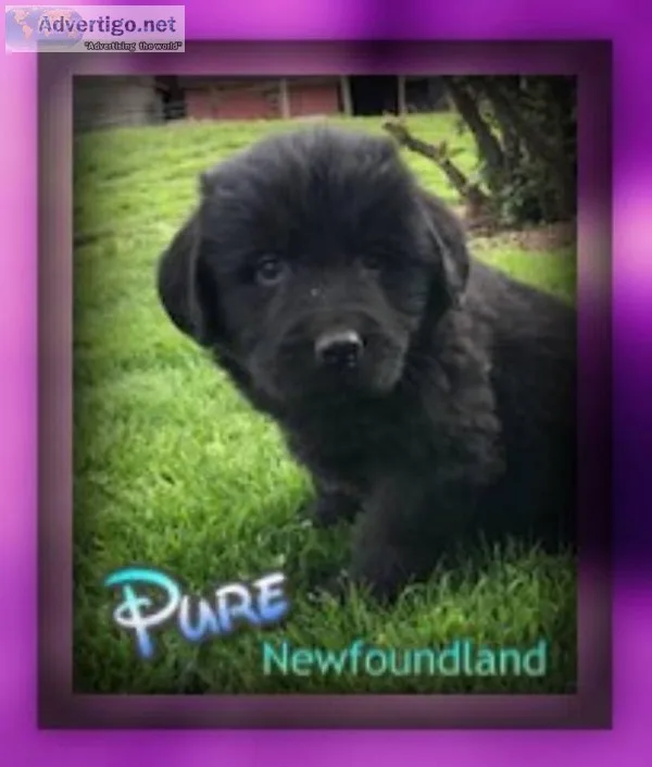 Pure Female Newfoundland
