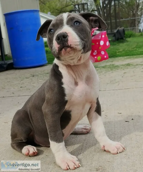  blue nose pitbull puppies for adoption