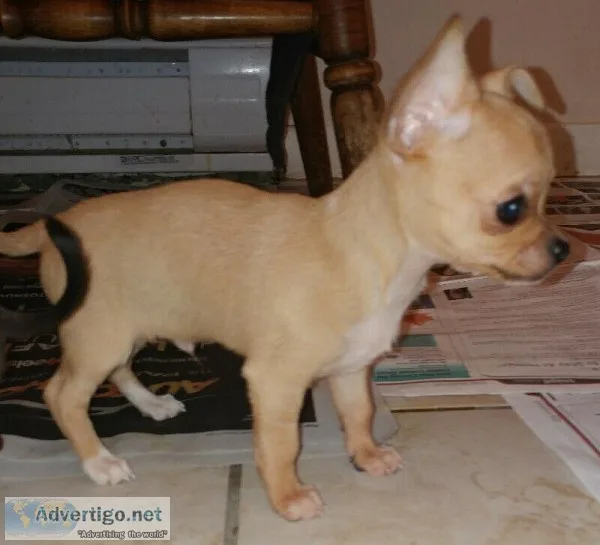 Apple Head Chihuahua Puppies