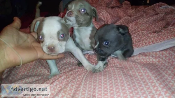 American Bully puppies