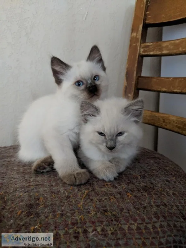 Siamese Kittens