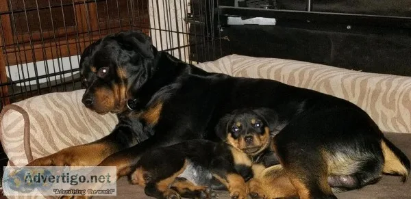 AKC German Rottweiler Puppy- Female