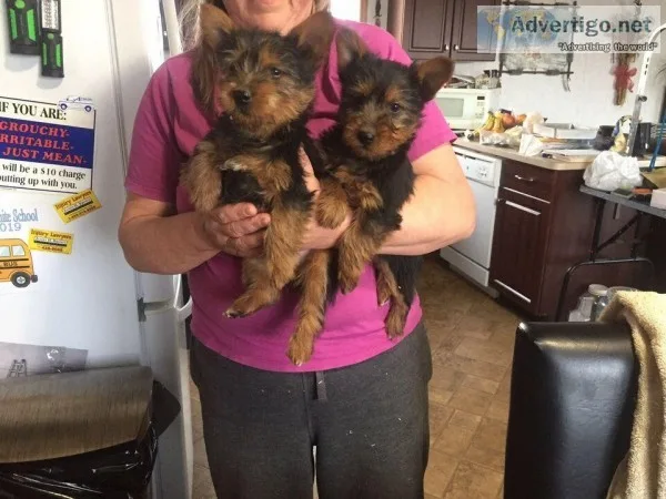 CKC Registered Australian Terrier puppies ready to go