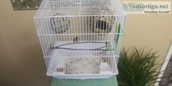 2 finches for sale to good home.