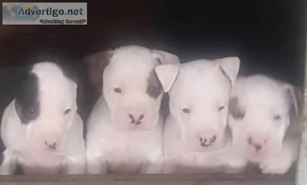 Bull terrier boxer puppies