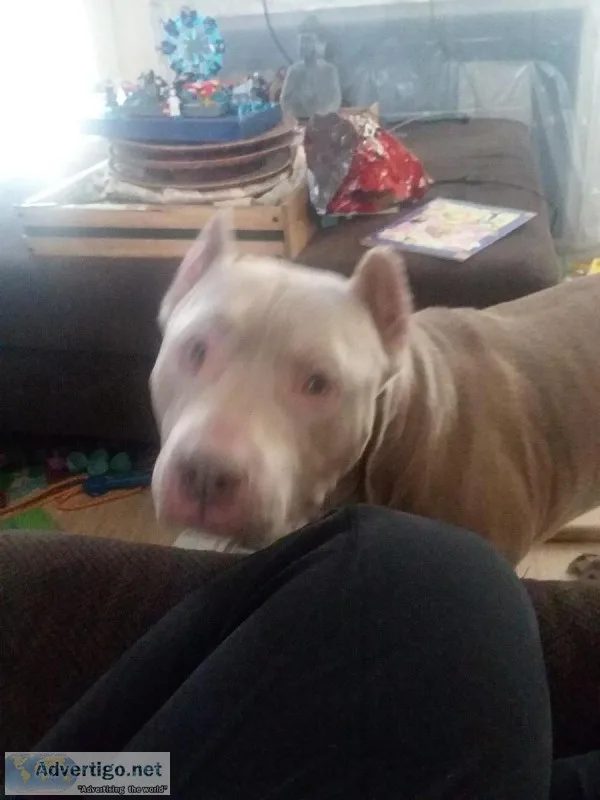 Male pitt bull
