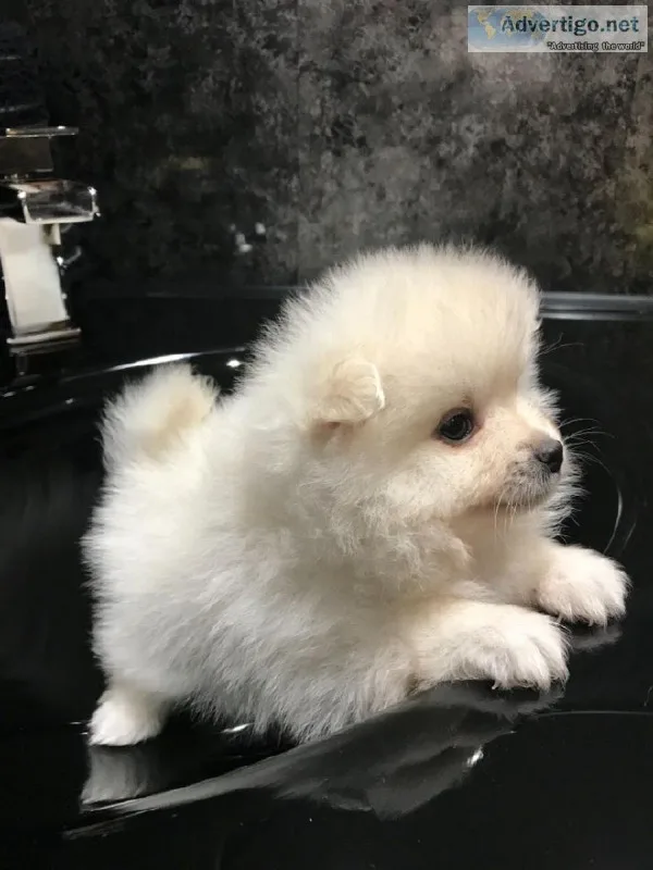 Two pomeranian puppies for re-homing