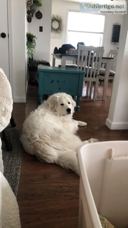 Great Pyrenees Puppy