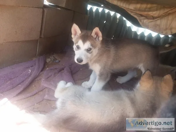 5 Malumute Husky Hybrids for sale in Plainview Texas (Cash only)