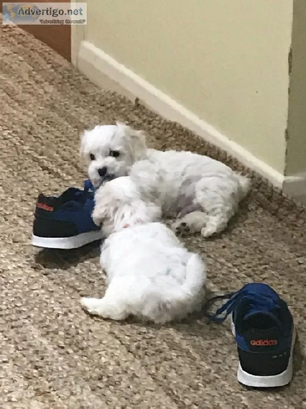 Ckc Healthy Maltese Puppies Ready Now