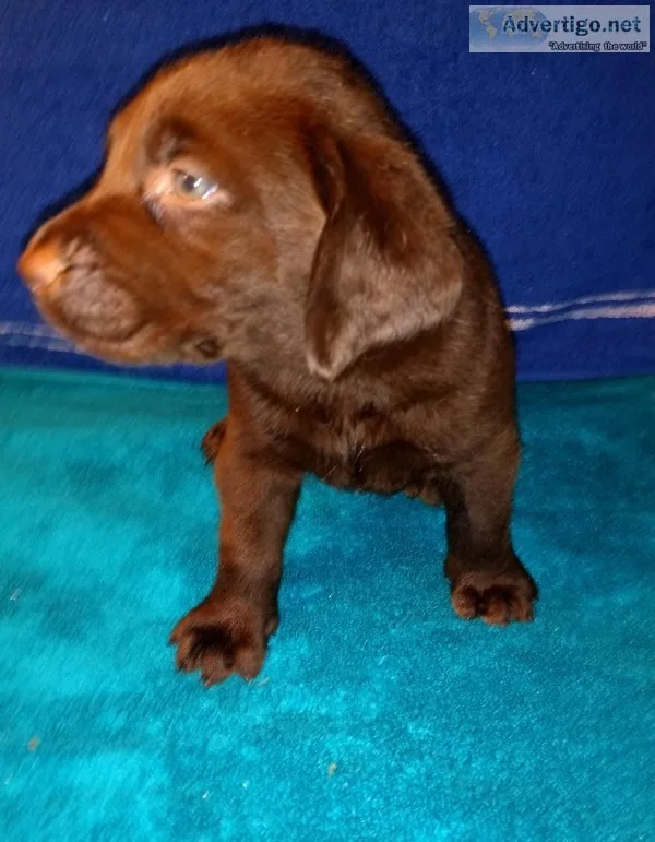 Labrador puppies