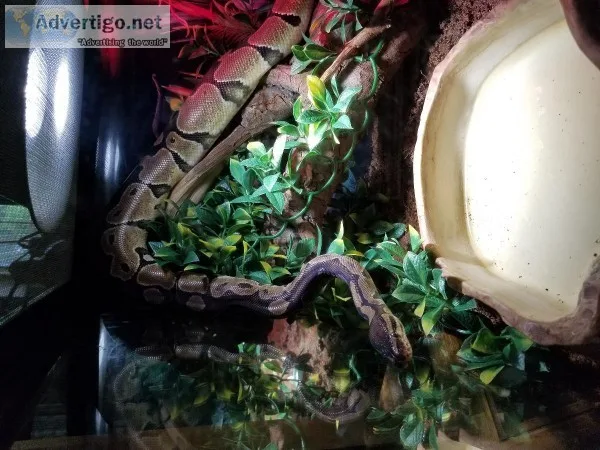 3 foot ball Python male with everything needed
