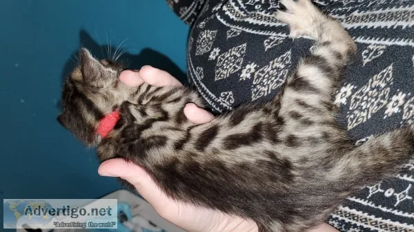 Bengals