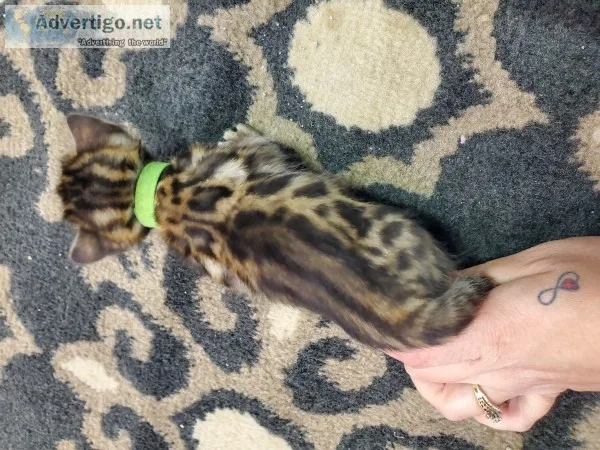 Bengals