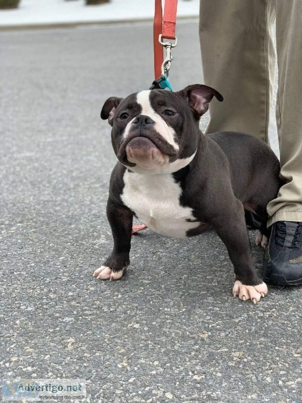 LOVING DOG TO NEW HOME