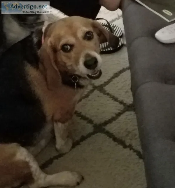 Female Beagle mix