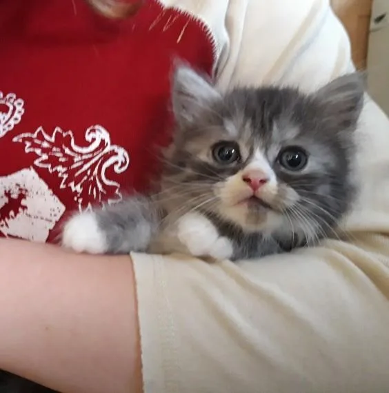 persian kittens are now avialable for their new homes