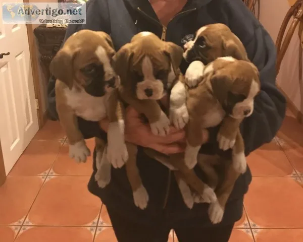 Boxer Puppies for Sale