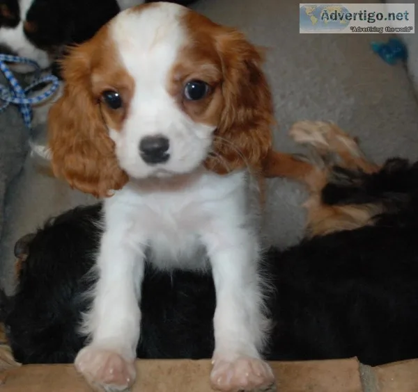 Beautiful AKC Cavalier King Charles Puppies
