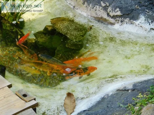koi and ciclids
