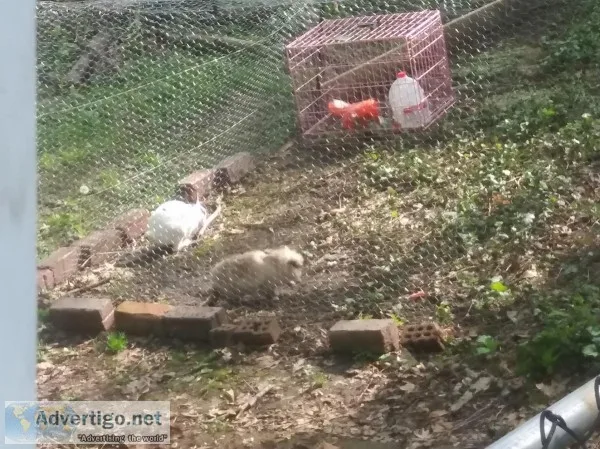 2 rabbits And hutch