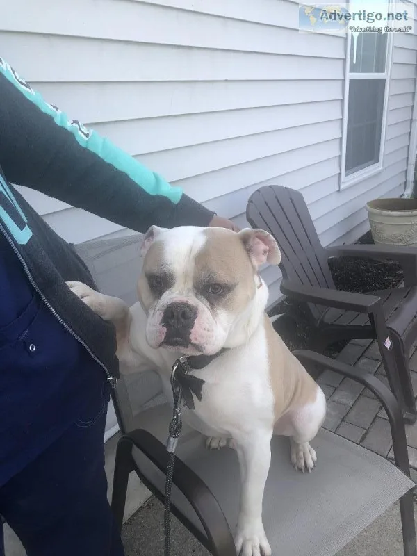 Olde English Bulldog and English Bulldog