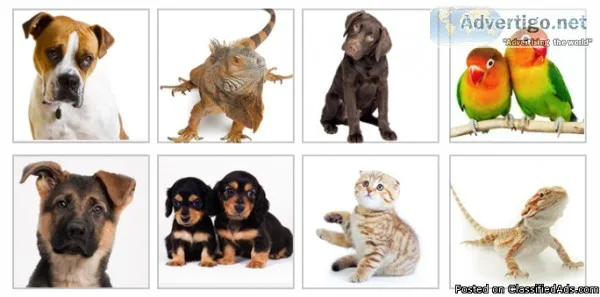 Pet Sitting Service in North Richland Hills