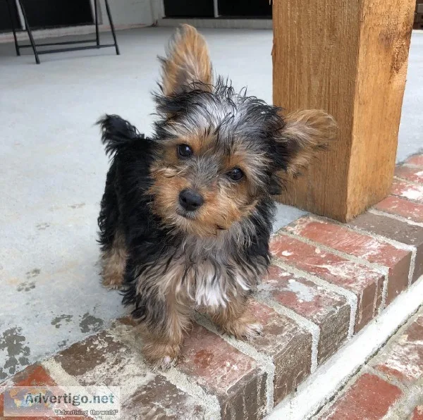 AKC male Yorkshire Terrier