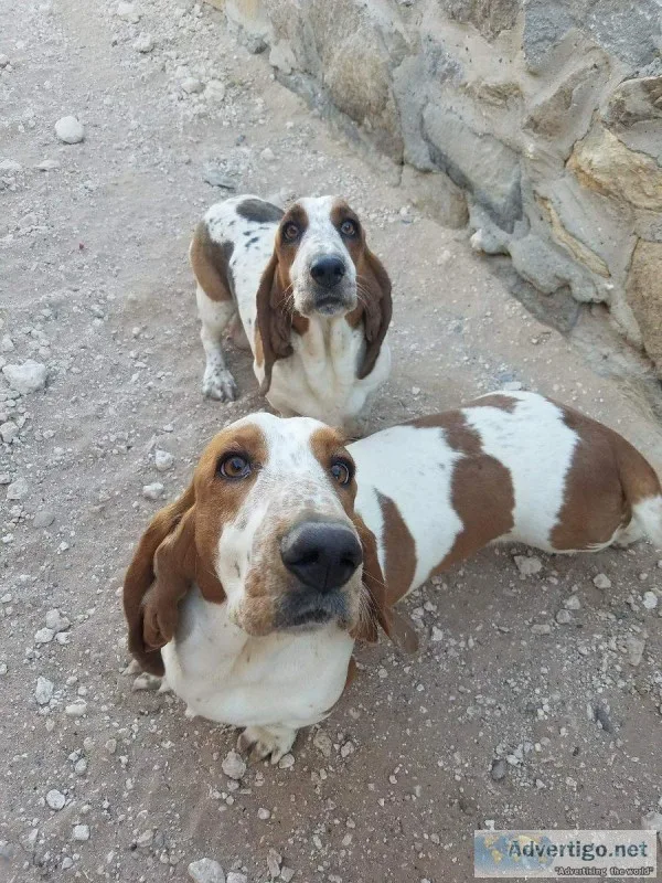 Basset hound male