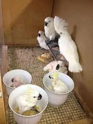 Lovely Pair of Umbrella Cockatoos for Sale