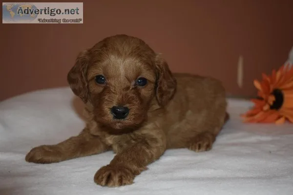 Golden Doodles
