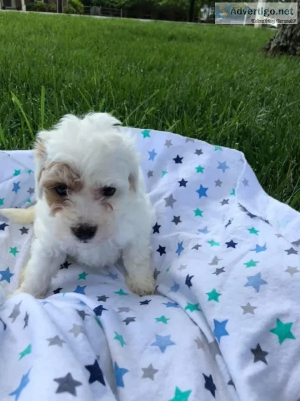 TWO MALE  FB MINI GOLDENDOODLE PUPPIES