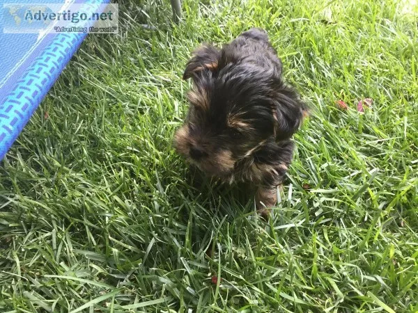Yorkie Puppy