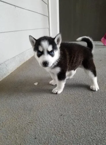 SIBERIAN HUSKY PUPPS