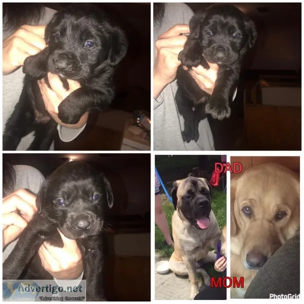 Mastador Puppies