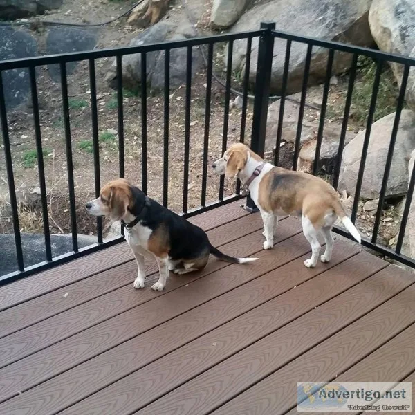 Two Older Adult Beagles need Forever Home