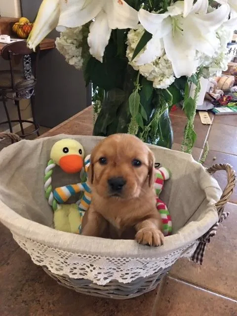 Golden Retriever AKC puppies