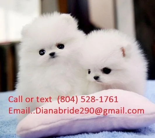 Ice White Bear Face Teacup Pomeranian puppies