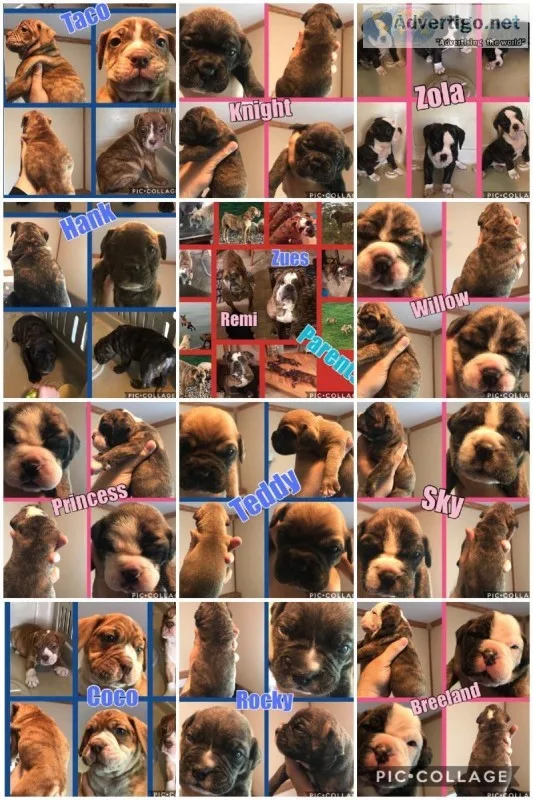 Olde English Bulldogge puppies