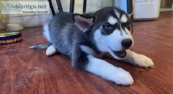 Husky puppies