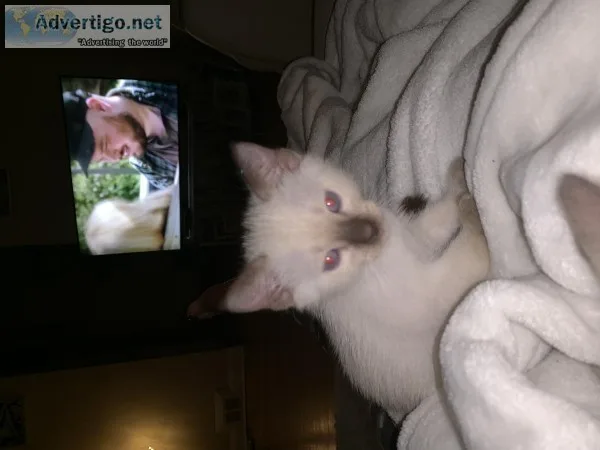Chocolate Point baby Siamese kitten