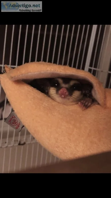 Suggie & exotic rescue