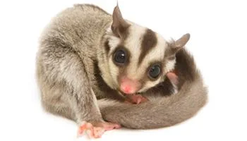 2 Sugar Gliders for sale