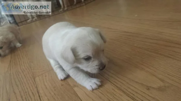 Chihuahua puppies 2 Fully White
