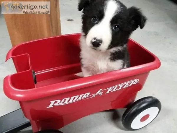 ABCA Border Collies