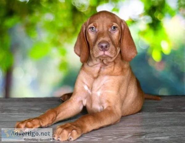 Gunner is a rare Vizsla 8668B