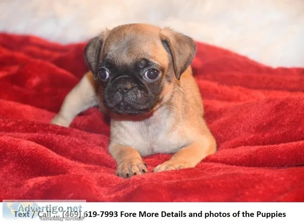 Apricot Fawn Male Pug Akc Reg