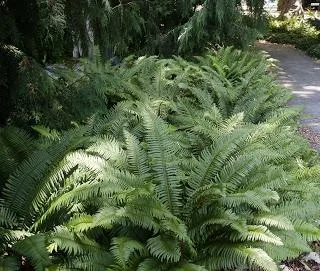 100 Sword Ferns  3 Feet